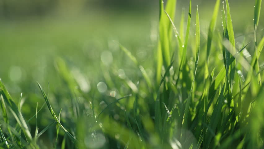 Simple background - green fresh grass lawn. Natural meadow swaying by wind blow.