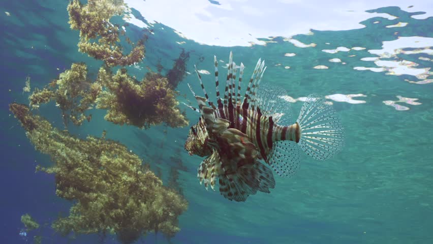 Common Lionfish or Red Lionfish (Pterois volitans) swims in blue water under scraps of Seaweed Brown Sargassum drifting on surface, on daytime in bright sunrays, slow motion Royalty-Free Stock Footage #1103783957