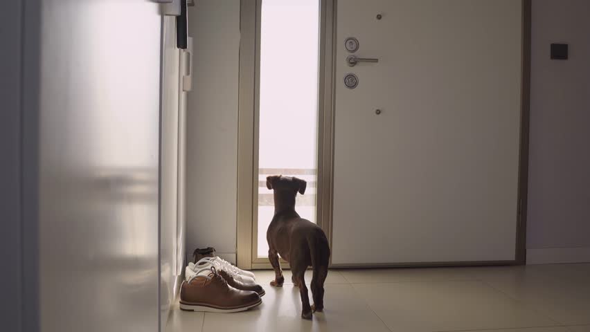 Faithful Brown Dog Waits For Return Of Owners Back Home Standing At Front Entrance Door. Purebred Pet Dachshund Looking At Window In Hallway. Copy Space. Concept Of Loneliness And Aging Royalty-Free Stock Footage #1103788905