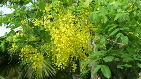 The beautiful flowering Golden Shower Rain Trees of the tropical climate of Thailand in full bloom.