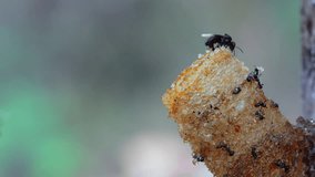 A macro video of stingless bees going in and out of their wax entrance pipe that leads to their bee colony inside the tree trunk.