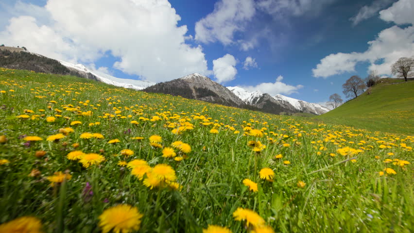 The lush green fields of Interlaken in the Swiss Alps, adorned with beautiful dandelions. Slow motion 4K footage captures the stunning natural beauty of the area. Switzerland. Europe