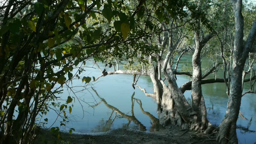 Reveal behind leafy tree of leaveless tree bent over water with reflection