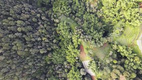 Overhead drone shot of valley overgrown with dense trees of forest and river on the bottom. Top down view. - 4K drone shot