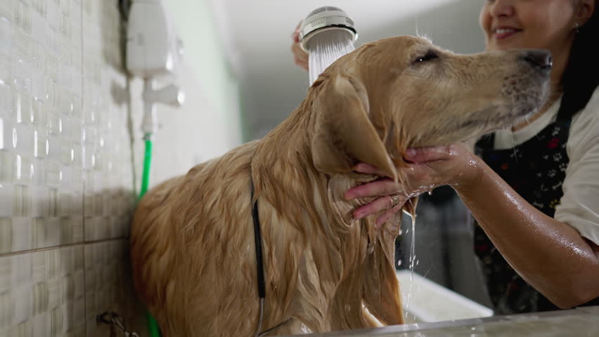 Joyful Business owner of Pet Shop washing Golden Retriever Dog using shower head. Person bathing large Canine Companion