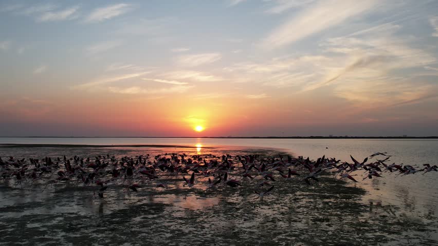 An amazing sunset among the mangroves, water and beautiful colors, birds, nature and wildlife, flamingo, it is Umm Al Quwain, UAE