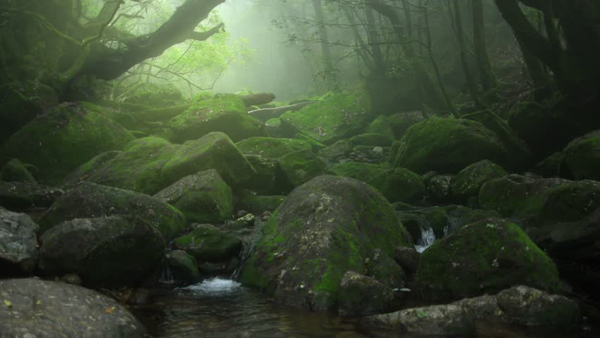 mystical foggy forest with a stream and stones covered with moss, dark mysterious misty woods, lush vegetation in humid forest. High quality 4k footage Royalty-Free Stock Footage #1103807137
