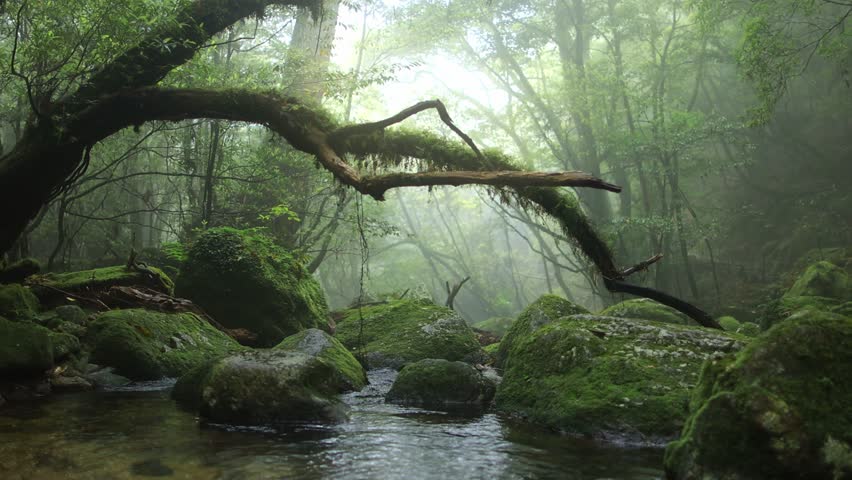 Magical foggy forest with a river and trees covered with moss, dark mysterious misty woods, jungle vegetation, primeval forest in Japan. High quality 4k footage | Shutterstock HD Video #1103807139