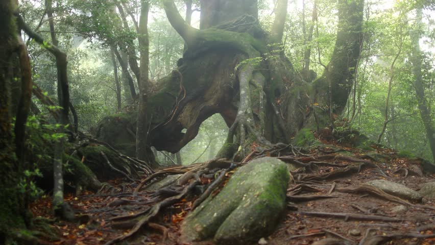 beautiful huge cedar tree in foggy forest, camera moves towards the old mysterious tree. Mystical walk in misty cedar woods, fairy tale forest landscape