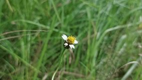 Gletang (Tridax procumbens) is a plant that is found wild as a weed especially in tropical climates, part of the Asteraceae tribe. It is believed to have a high antioxidant content.