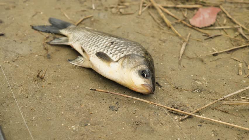 A freshly caught fish lies on the bank. A crucian fish has a fishing line sticking out of its mouth. Fishing as a way of life. A close-up of a live crucian