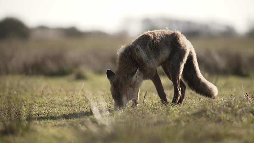 Grey fox hunts scavenging for insects in ground as wind blows fur, telephoto