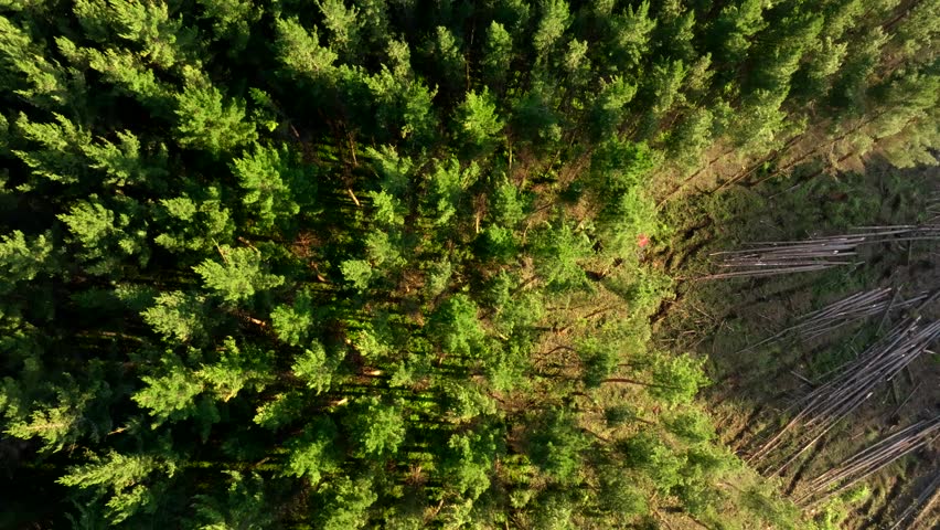 Wheeled harvester sawing trees and clearing forests, pin trees