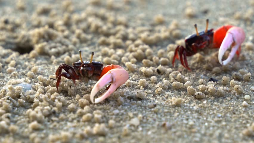 Close up shot of wild crustacean found in its natural habitat, two male fiddler crabs foraging and sipping minerals on sandy beach, create tiny balls of sand, rhythmically waving its asymmetric claw.