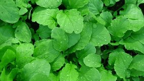 Green leaves background. Edible leaves with water dew drops growing in a soil. Perfect video suitable for seasonal use. Radish foliage. Healthy green food. Fresh salad. Vegetable backdrop. Veggies.