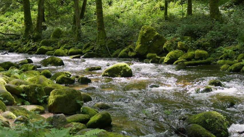 Incredibly picturesque landscape of the Black Forest mountains. Small mountain river flows through stones around stones covered with green moss in slow motion