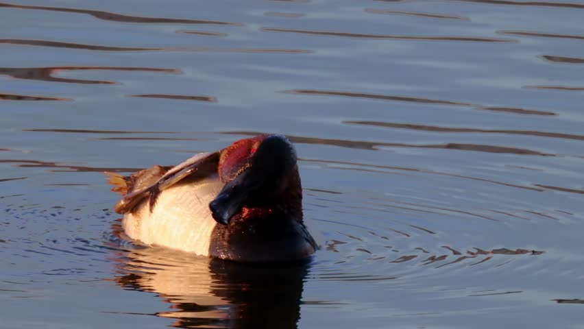 A male canvasback duck on a lake, a species of diving duck, the largest found in North America. Royalty-Free Stock Footage #1103819883
