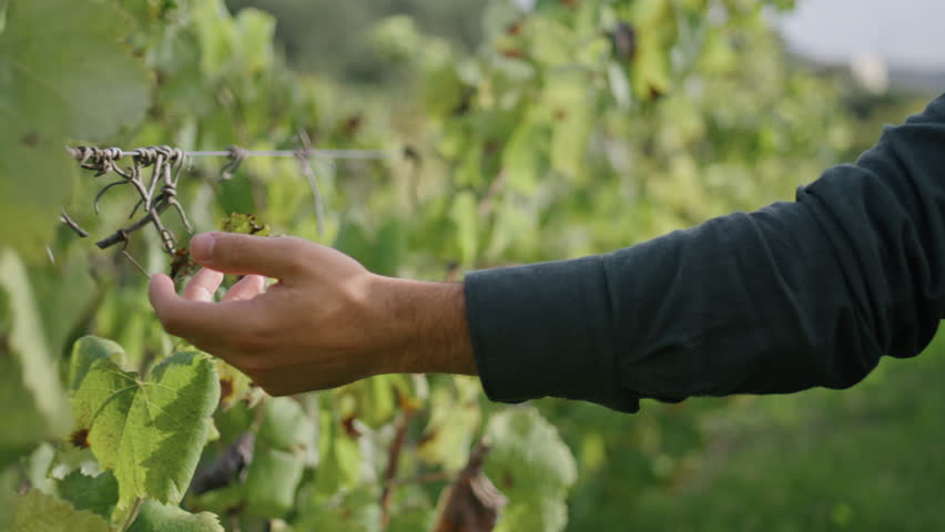 Unrecognizable farmer holding vine grape bush walking on plantation close up. Winegrower hand touching yellow grapevine leaves. Unknown man inspecting vineyard before harvesting. Winemaking concept.