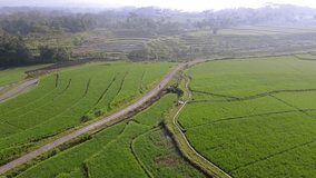 DRONE SHOT : People walk on the road in the middle of plantation. Farmer go to rice field - 4K aerial view
