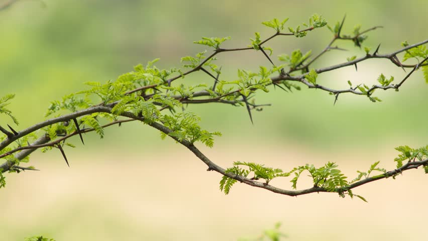 Spring has sprung! Gledichia branches also known as honey locust with tender green young sprouts and thorns sway in light breeze on warm spring day. Video has shallow depth of field.