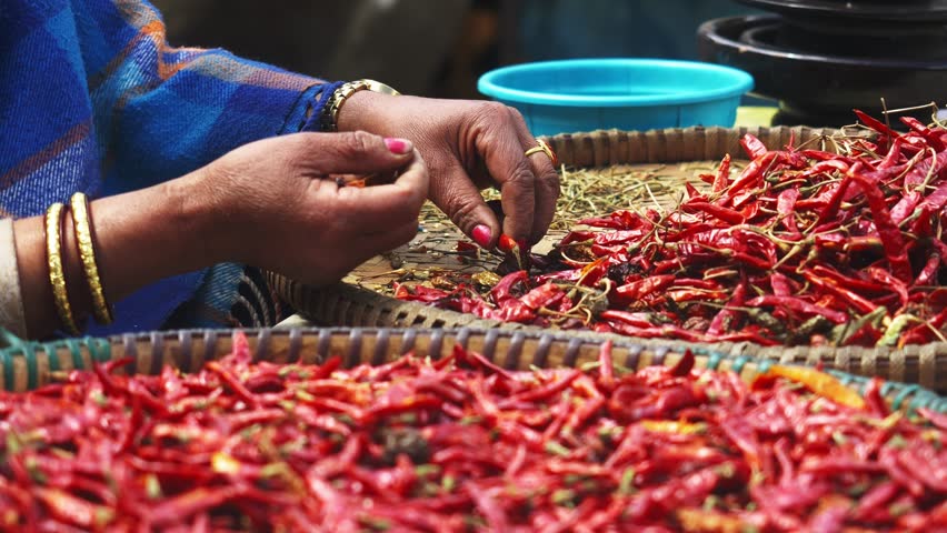 red chili pepper crops close up. Chilies at a market in India. Farmers Markets in India. Authentic real scene at local vegetable market in Asia.  Royalty-Free Stock Footage #1103823223