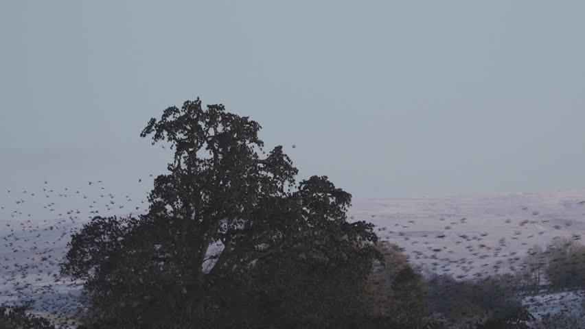 Starling flock gathering before going to roost with wintery background