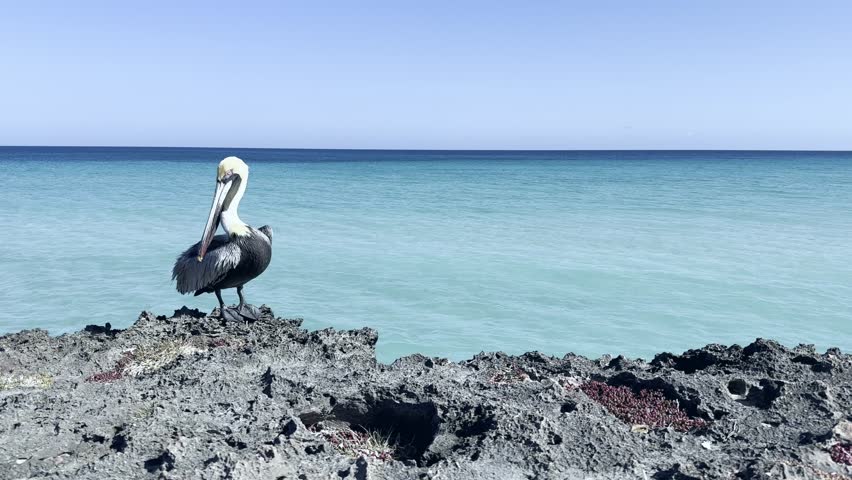 A lone pelican cleans its feathers against the background of the blue ocean. Cuba. Varadero. High quality 4k footage