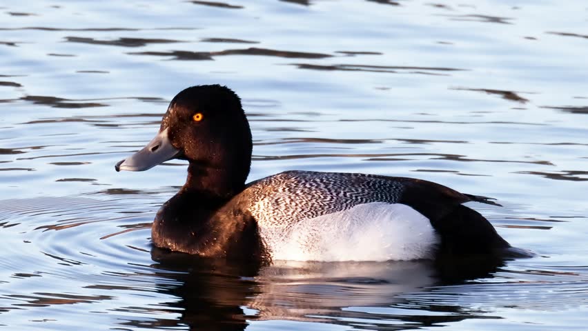 A Male Greater Scaup or Aythya marila on a lake. A bluebill mid-sized diving duck, larger than the closely related lesser scaup. Royalty-Free Stock Footage #1103830919