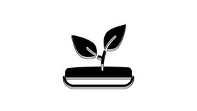 Black Sprout icon isolated on white background. Seed and seedling. Leaves sign. Leaf nature. 4K Video motion graphic animation.