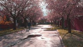 A person with his dog walking early in the morning on a residential street with beautiful purple flowering trees blooming on either side of the road