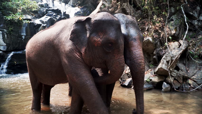Asian elephants standing next to each other in jungle pool, cuddling.