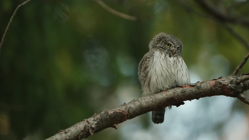 The Eurasian Pygmy Owl (Glaucidium passerinum) On A Branch Royalty-Free Stock Footage #1103833125