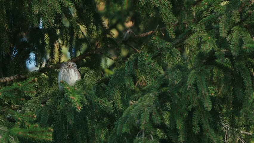 The Eurasian Pygmy Owl (Glaucidium passerinum) On A Spruce Branch Royalty-Free Stock Footage #1103833153