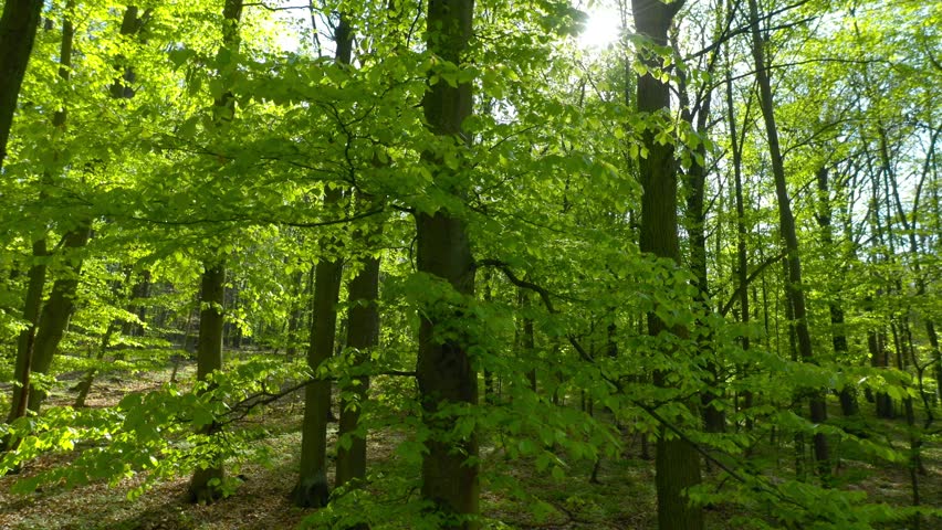 Forest is a natural resource and place for recreation. Through beech trees. Spring in european nature. Royalty-Free Stock Footage #1103833197