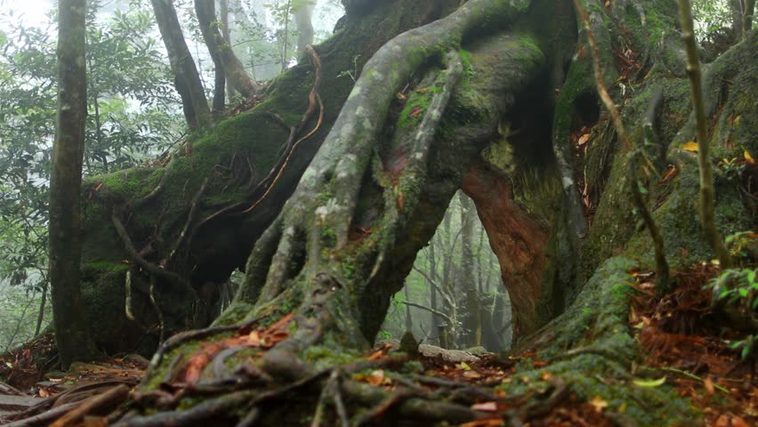 foggy primeval forest with old magnificent cedar tree, fantasy landscape of misty woods, enchanted forest in Yakushima, Japan