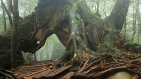 foggy primeval forest with old magnificent cedar tree, fantasy landscape of misty woods, enchanted forest in Yakushima, Japan - Powered by Shutterstock - Get 15% off with code: PIKWIZARD15