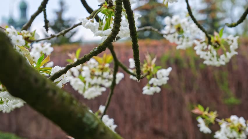 Spring Time Blossoming Flowers and Green Leaves of Japanese Cherry Prunus Serrulata Decorative Garden Tree Royalty-Free Stock Footage #1103836381