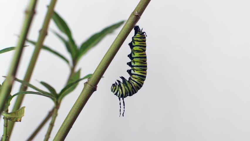 4K video of Monarch caterpillar pupation process sped up 20 times. A monarch butterfly undergoes metamorphosis in this time-lapse shot. Monarch Caterpillar going into a cocoon (Timpe Lapse) isolated Royalty-Free Stock Footage #1103837673