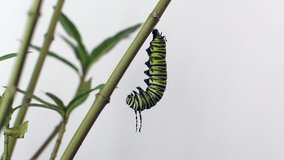 4K video of Monarch caterpillar pupation process sped up 20 times. A monarch butterfly undergoes metamorphosis in this time-lapse shot. Monarch Caterpillar going into a cocoon (Timpe Lapse) isolated