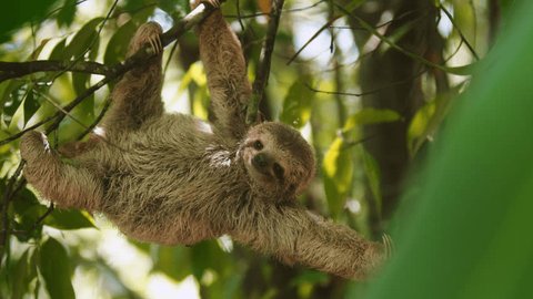 Beautiful close-up portrait of a baby sloth in a tree in Costa Rica in broad daylight. The shot is in slow motion and is a close-up.: stockvideo