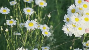 A woman's hand collects chamomile flowers in a bouquet on a green meadow. Romance and nature. Love and beauty. Close-up. Slow motion . 4K video.