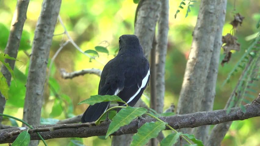 Robin bird standing on a branch in forest