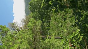 Vertical video - Geisha coffee trees in a plantation, Boquete, Panama, Central America