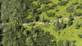People follow path surrounded by green meadows and fir trees. Tourists walk along dirt road up hill. Hiking, trekking, foot tourism. Drone video. From aerial view.