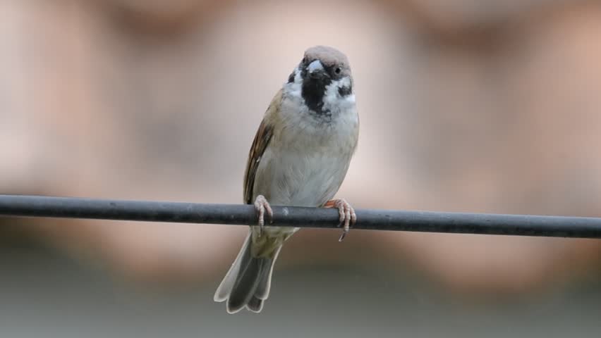 sparrow,House sparrow,a small bird that can easily be found perched on a power line.(passer domesticus)