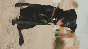 VERTICAL VIDEO: Black dog sits on the sand on the beach