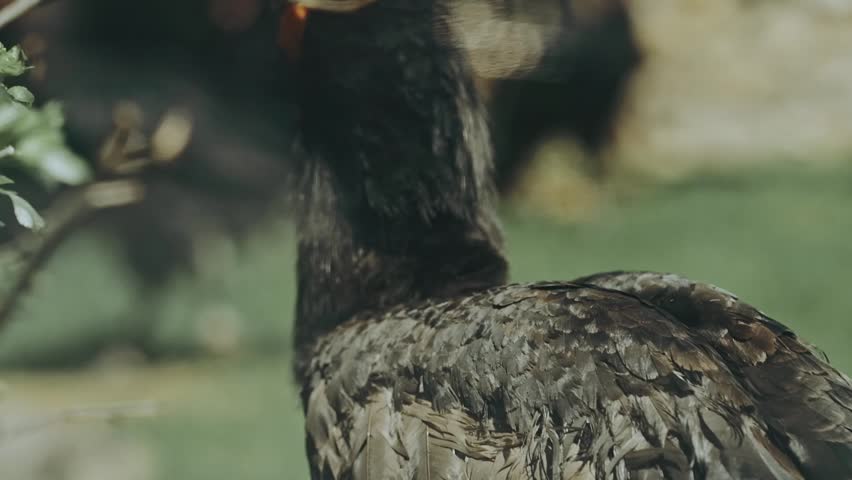  kaffir horned raven Bucorvus leadbeateri close up in a zoo. High quality FullHD footage