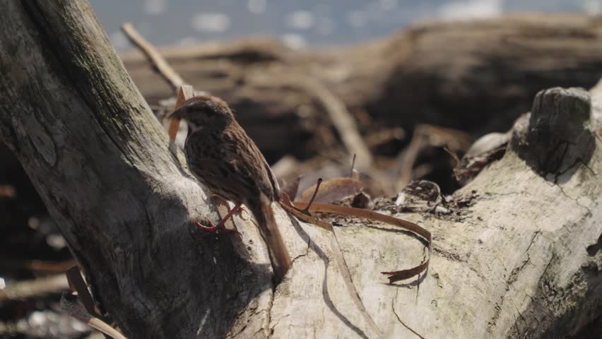 Female red winged blackbird standing on a tree trunk during the day