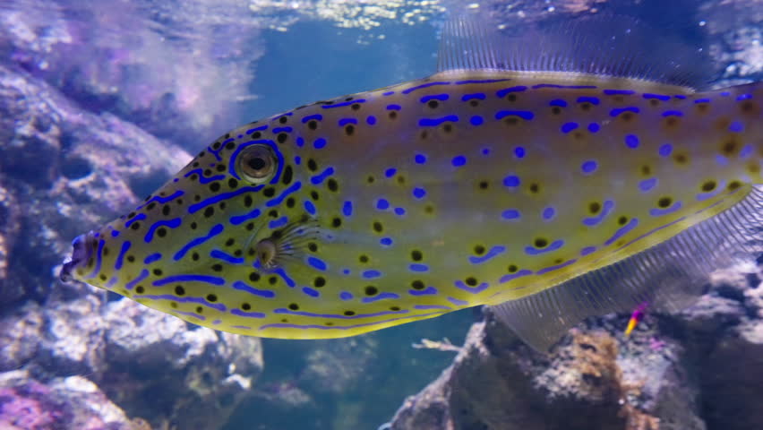 Close up of the beautiful scrawled filefish swimming inside tropical tank
