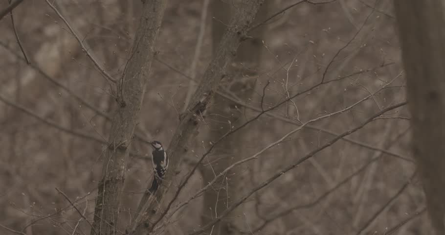 Great spotted woodpecker -Dendrocopos major- on a tree trunk in the spring forest